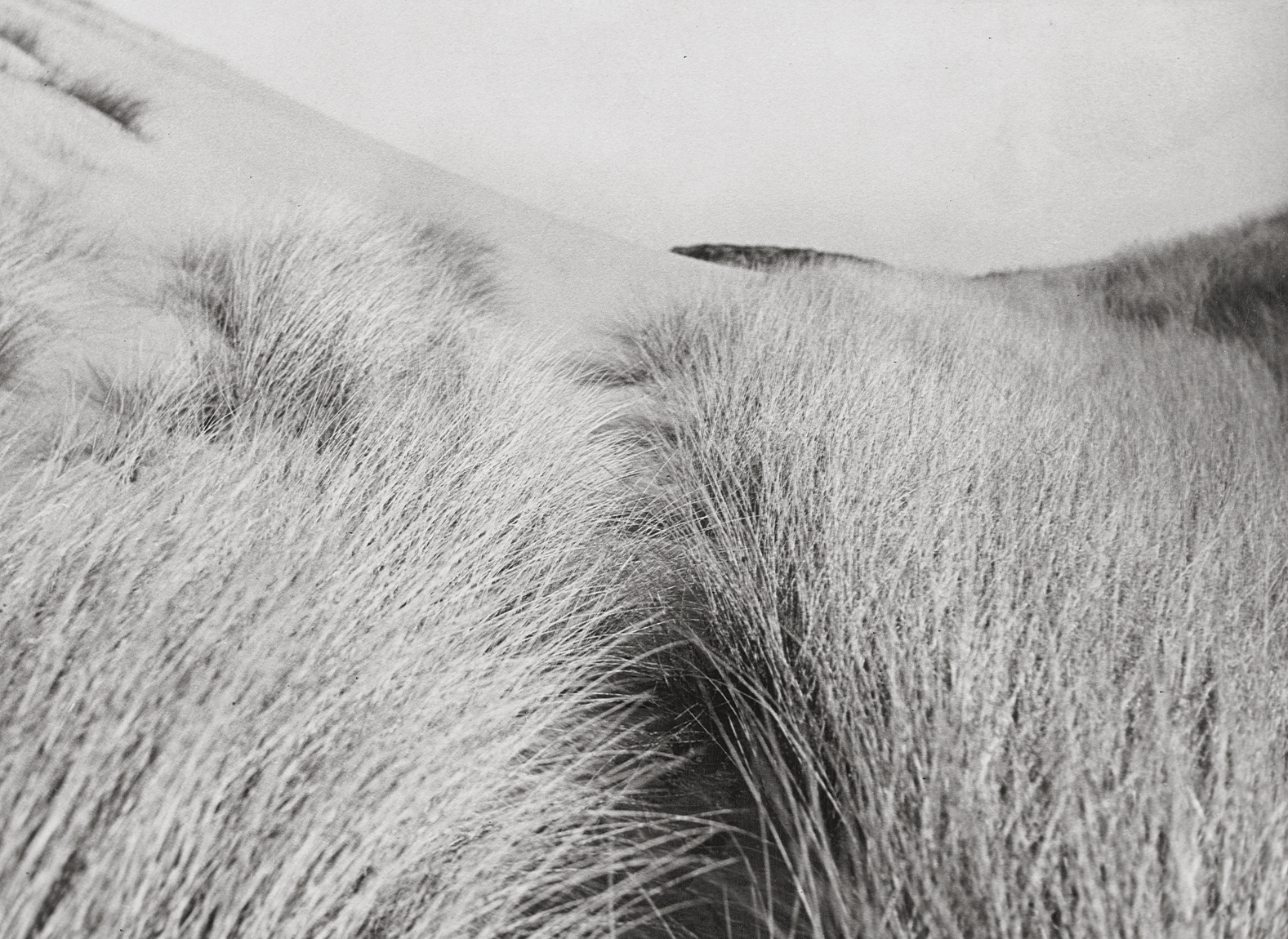 Raoul Hausmann ; dunes ; littoral ; herbes ; nature