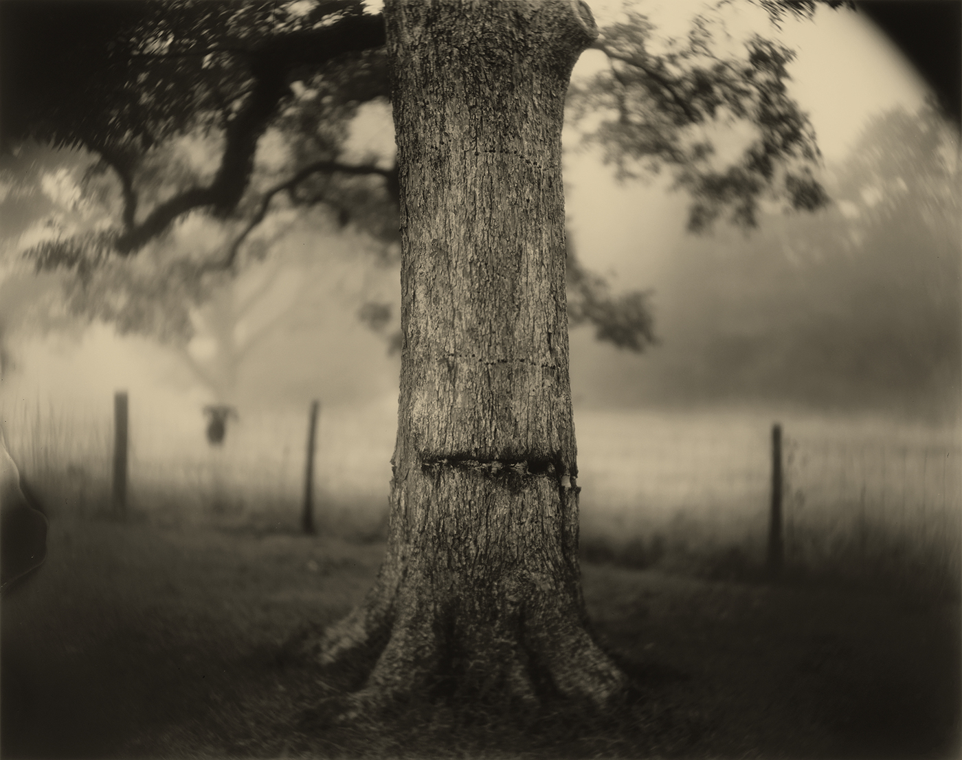 Sally Mann ; deep South ; blessure ; guerre ; paysage ; Tree